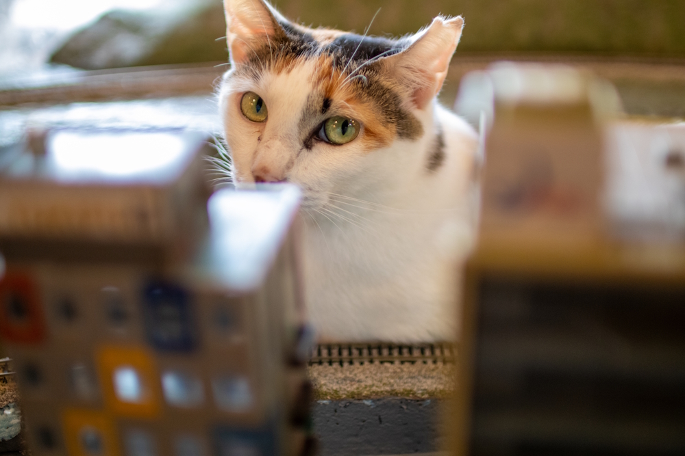ねこちゃんの写真